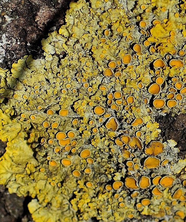 diskovník múrový Xanthoria parietina var. parietina