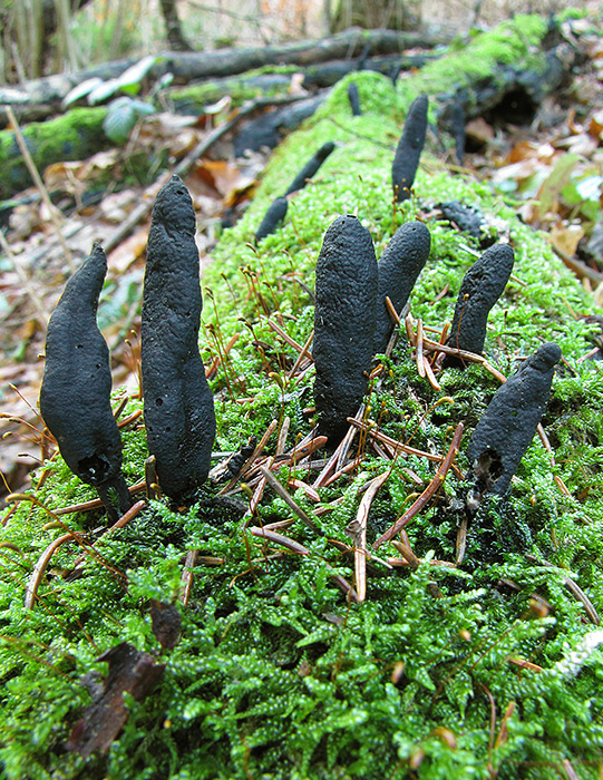 drevnatec kyjakovitý Xylaria polymorpha (Pers.) Grev.