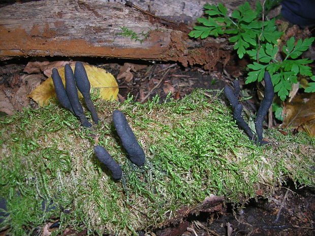 drevnatec Xylaria sp.