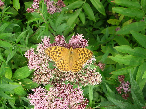 perlovec striebristopásavý  - samička Argynnis paphia Linnaeus, 1758