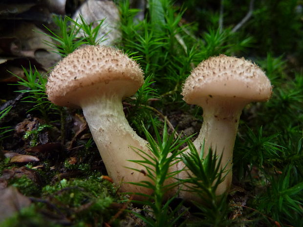 podpňovka Armillaria sp.