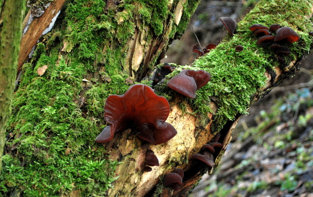 uchovec bazový Auricularia auricula-judae (Bull.) Quél.