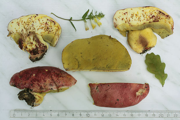 hríb kráľovský Butyriboletus regius (Krombh.) D. Arora & J.L. Frank