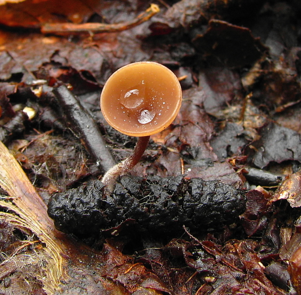 jahňadka liesková Ciboria coryli (Schellenb.) N.F. Buchw.