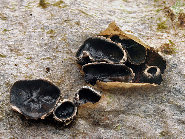 dutinovka lužná Sclerencoelia fascicularis (Alb. & Schwein.) P. Karst.