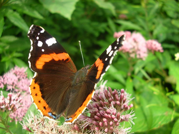 babôčka admirálska Vanessa atalanta Linnaeus, 1758