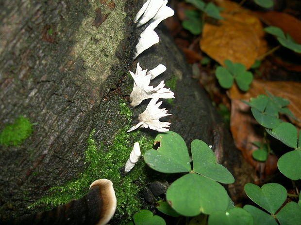 drevnatec parohatý Xylaria hypoxylon (L.) Grev.