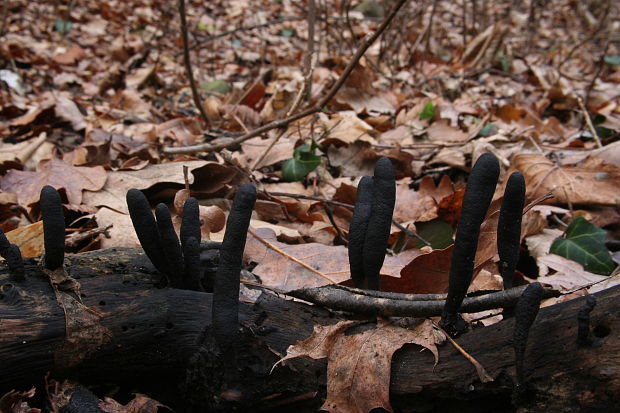 drevnatec štíhly Xylaria longipes Nitschke