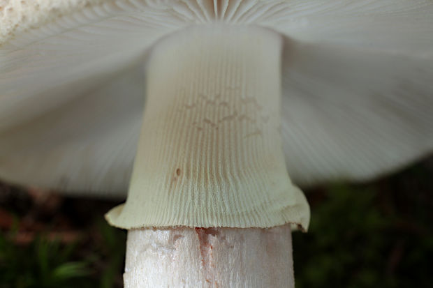 muchotrávka červenkastá žltoprsteňová Amanita rubescens var. annulosulphurea Gillet