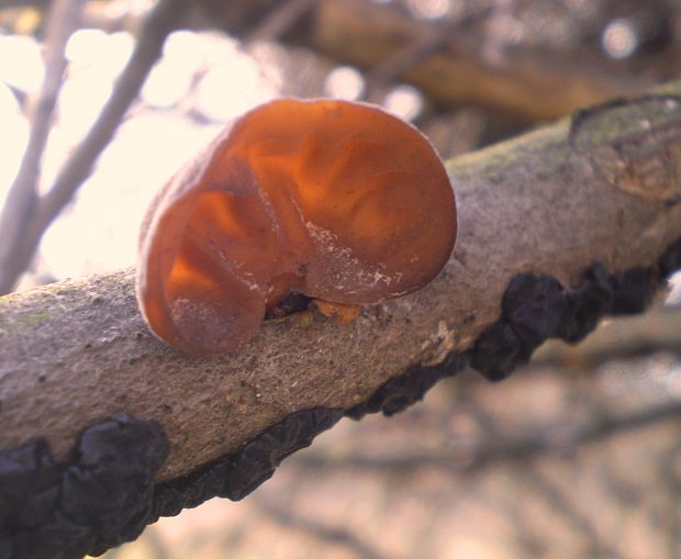 uchovec bazový Auricularia auricula-judae (Bull.) Quél.