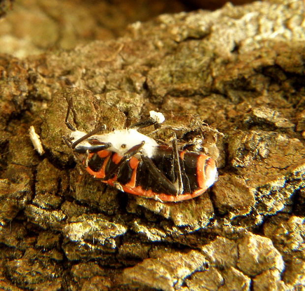 bovéria Beauveria sp.