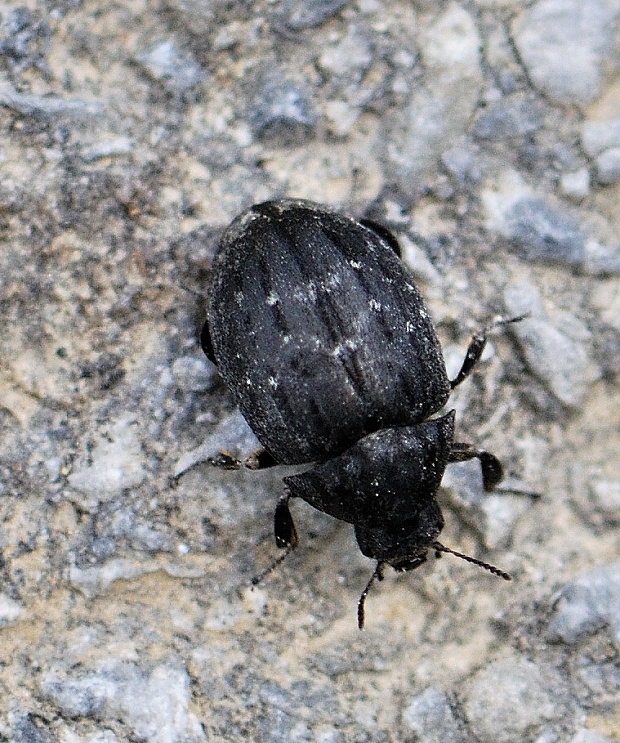 meravec Byrrhus pilula