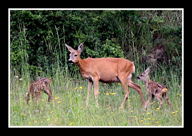 srnec lesný Capreolus capreolus