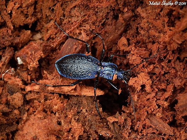 bystruška vráskavá Carabus intricatus