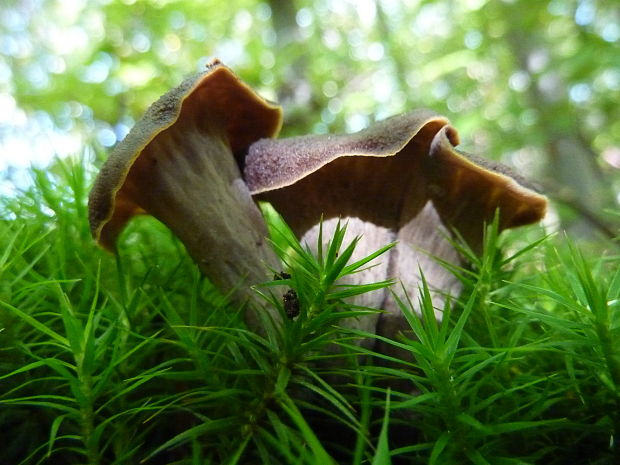 lievik trúbkovitý Craterellus cornucopioides (L.) Pers.