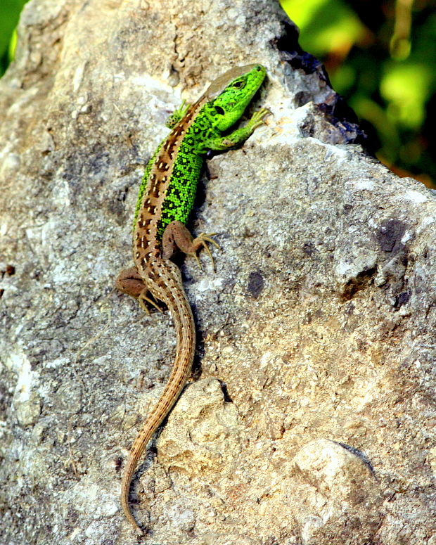 jašterica krátkohlavá Lacerta agilis