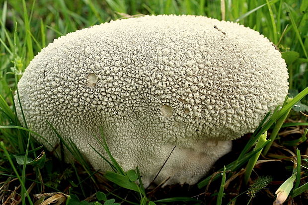 rozpadavec dlabaný Lycoperdon utriforme Bull.