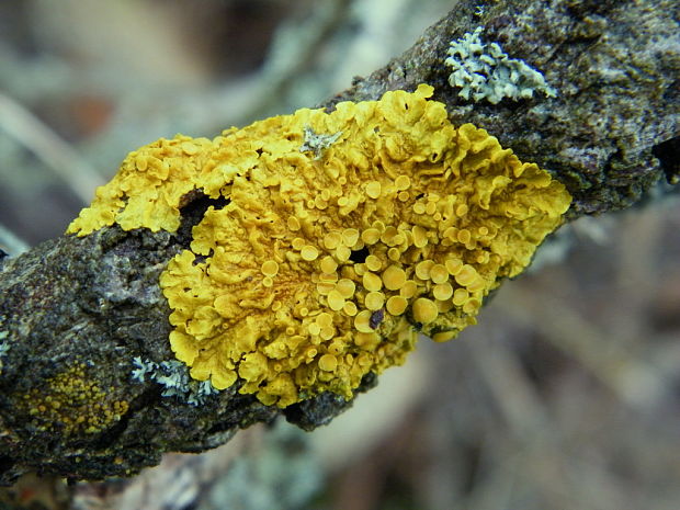 diskovník múrový Xanthoria parietina var. parietina