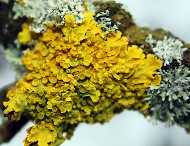 diskovník múrový Xanthoria parietina var. parietina