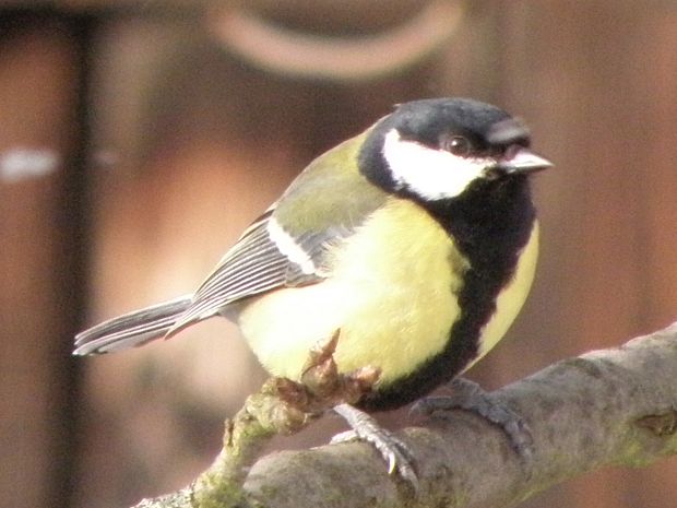 sykorka bielolica   Parus major