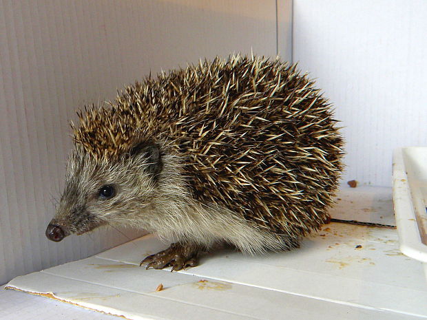 jež bledý Erinaceus concolor