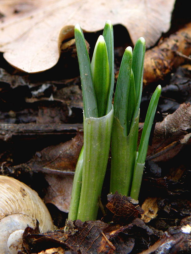 snežienka jarná Galanthus nivalis L.