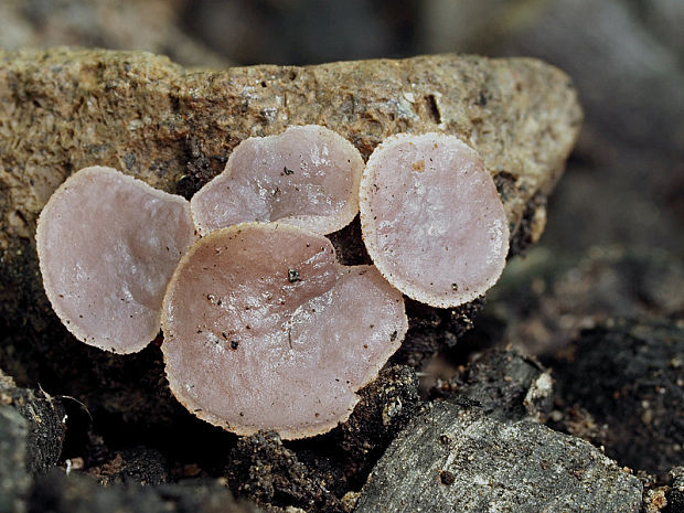 čiaška Peziza sp.