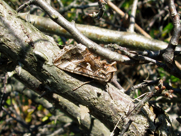 mora gama Autographa gamma