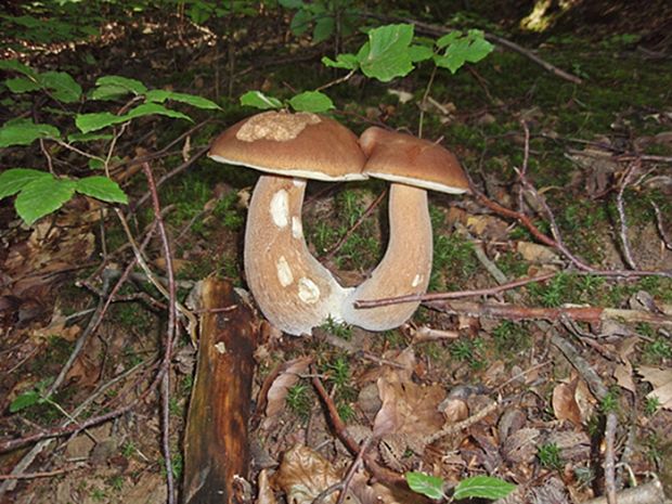 hríb dubový Boletus reticulatus Schaeff.