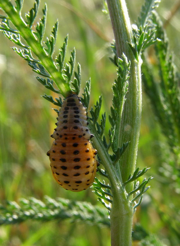 liskavka topolová CHrysomela populi