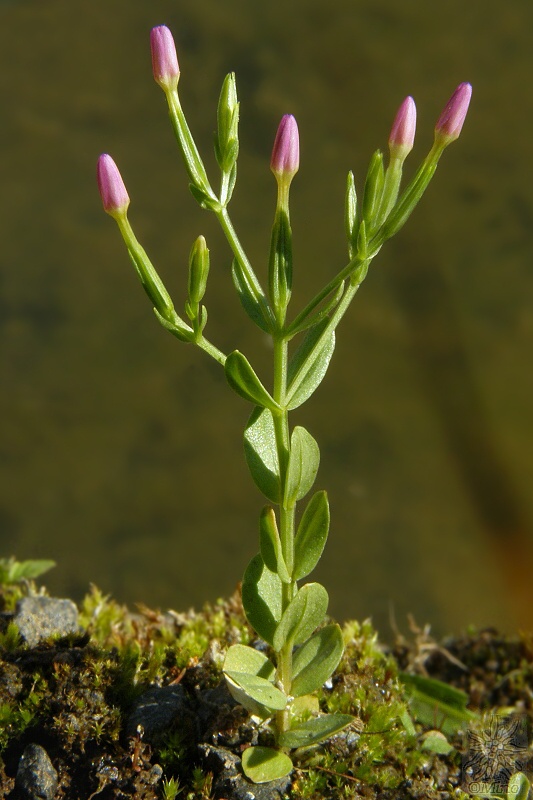 zemežlč spanilá Centaurium pulchellum (Sw.) Druce