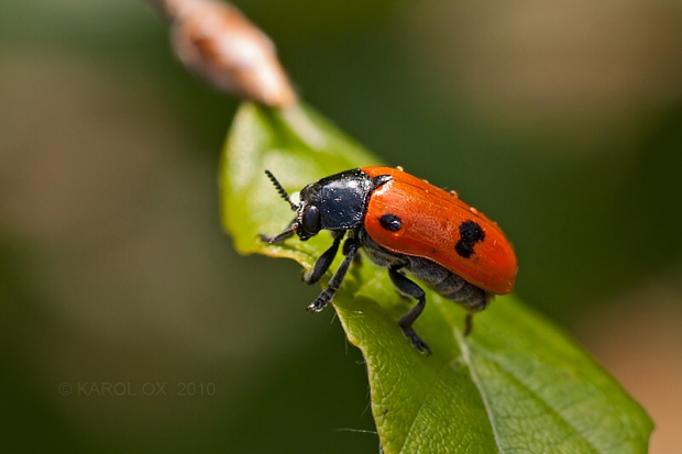 vrbinár Clytra quadripunctata