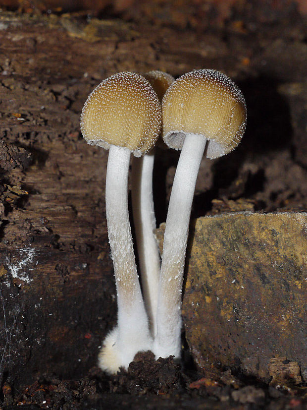 hnojník ligotavý Coprinellus micaceus (Bull.) Vilgalys, Hopple & Jacq. Johnson