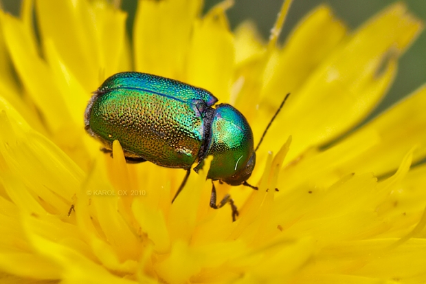 krytohlav Cryptocephalus cf. aureolus