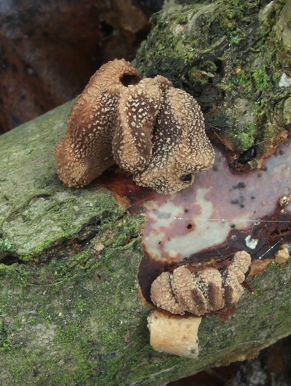 dutinovka otrubnatá Encoelia furfuracea (Roth) P. Karst.