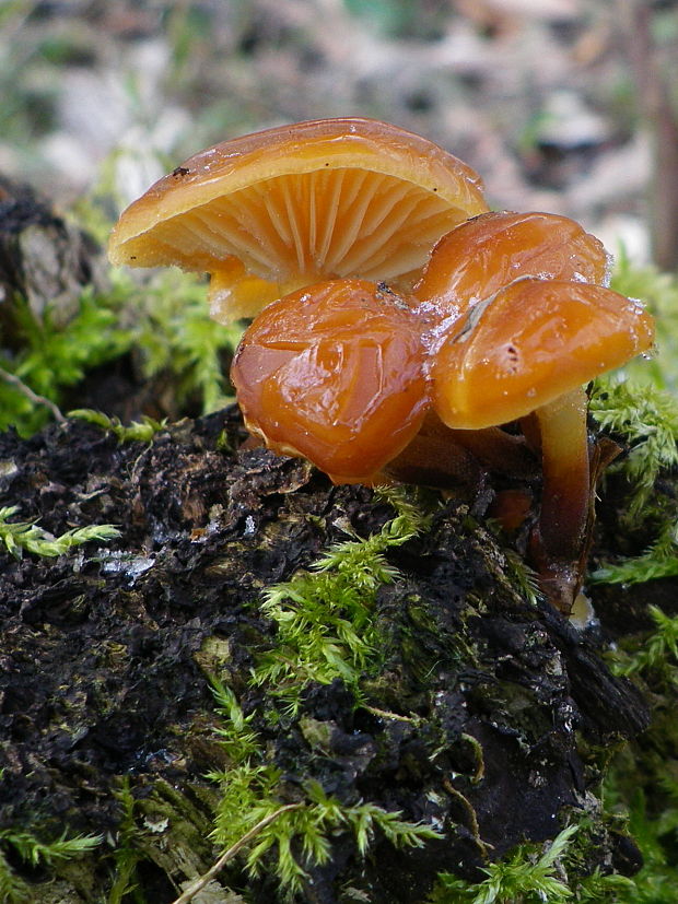 plamienka zimná Flammulina velutipes (Curtis) Singer