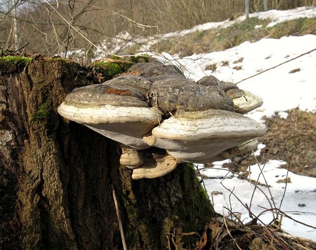 práchnovec kopytovitý Fomes fomentarius (L.) J.J. Kickx