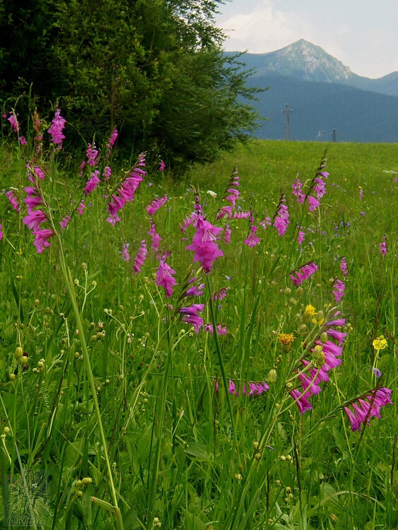 mečík škridlicovitý Gladiolus imbricatus L.