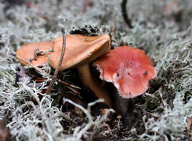 sliziak ružový Gomphidius roseus (Fr.) Oudem.