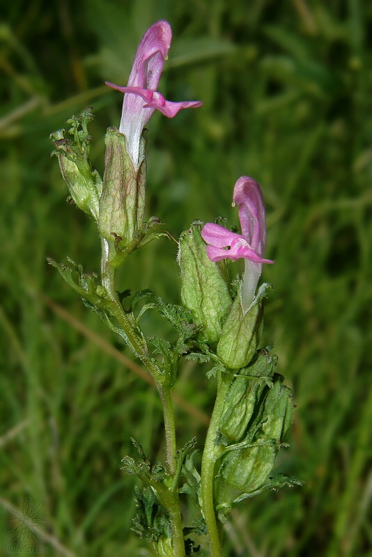 všivec lesný Pedicularis sylvatica L.