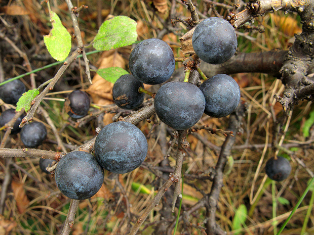 trnka obyčajná Prunus spinosa L.