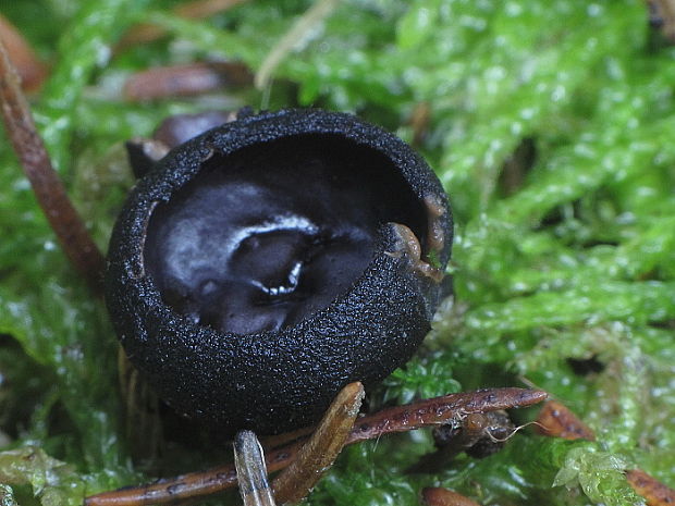 misôčka černastá Pseudoplectania nigrella (Pers.) Fuckel