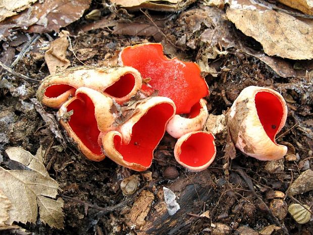 ohnivec šarlátový Sarcoscypha coccinea (Gray) Boud.