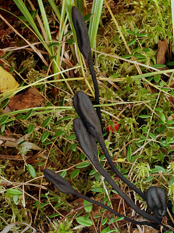 pajazýček chlpatý Trichoglossum hirsutum (Pers.) Boud.