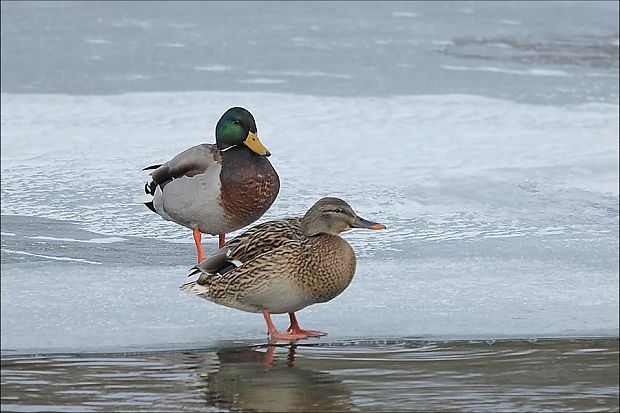 kačica divá  Anas platyrhynchos