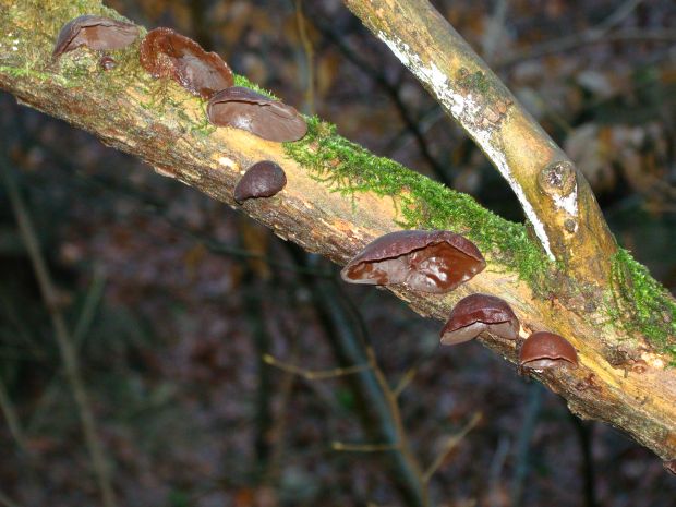 uchovec bazový Auricularia auricula-judae (Bull.) Quél.