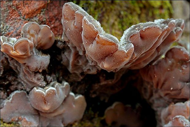 uchovka pásikavá Auricularia mesenterica (Dicks.) Pers.