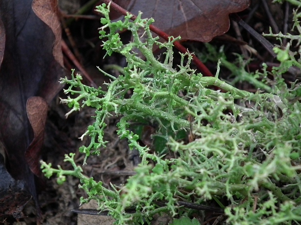 dutohlávka vidlicovitá Cladonia furcata subsp. furcata (Huds.) Schrad.