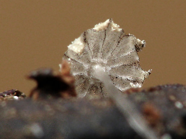 hnojník páchnuci Coprinus foetidellus P.D. Orton