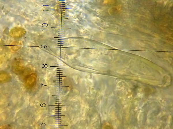 vláknica zelenkastohlúbiková Inocybe haemacta (Berk. & Cooke) Sacc.
